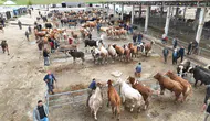 Sorgun hayvan pazarında bayram bereketi