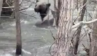 Sivas'ta anne ayının dereyle mücadelesi kameraya yansıdı