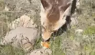 Bitlis kırsalında piknik yapan vatandaşa aç tilki sürprizi