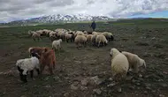 Adilcevaz’da yayla göçü başladı