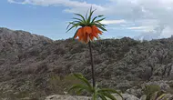 Adıyaman yaylaları ters lalelerle renklendi