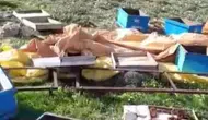 Sivaslı arıcının kovanlarını ayı talan etti