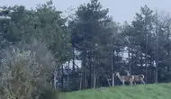 Bolu ormanlarında karaca sürüsü objektiflere takıldı