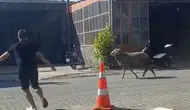 Gelibolu sanayisinde kurbanlık koç kovalamacası