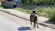 Çorumda kurbanlık paniği sahibi bodruma sığındı