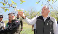 Aydın kestanesini kurtarmak için doğaya binlerce böcek salındı