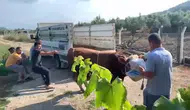 Mudanya'da kurbanlık boğa paniği kameraya yansıdı
