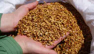 Tosya ve Ilgaz arasında sarıkılçık pirinci gerilimi