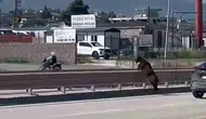 Hatay trafiğini karıştıran kurbanlık keçinin kaçış operasyonu