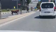 Arnavutköy sokaklarında kurbanlık dana paniği