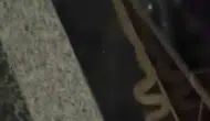 Kayapınar’da apartman sakinlerini sokağa döken yılan ziyareti