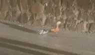 Çankırı sel felaketinde ördekleri zabıta kurtardı
