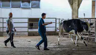Kaçan kurbanlıklar için Antalya'da özel ekip devrede