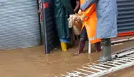 Aydın Köşk’te fırtına dehşeti 11 hayvanı sular altında bıraktı