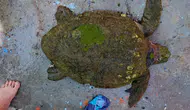 Kuşadası sahilinde yaralı caretta caretta için seferberlik