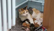 Tunceli’de bir ilkokul sınıfının yeni üyeleri beş minik kedi