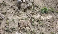 Tunceli'nin sarp kayalıklarında dron sürprizi yaşayan dağ keçileri