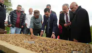 Samsun topraklarında hasat zamanı Kilogram fiyatı 12 bin lirayı buldu