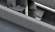 Avcılar'da metrobüs hattında kedi kurtarma operasyonu