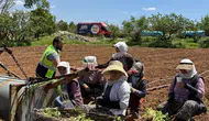 Denizli Belediyesi tarlada çalışan işçilere soğuk içecek dağıtıyor