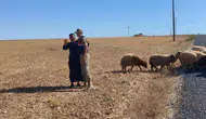 Harran ovasında kaybolan 17 koyunu jandarma gece operasyonuyla buldu