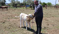 Avukatlığı bıraktı hayvancılıkta formülü buldu