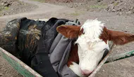Sason dağlarında kaybolan buzağıya şefkat eli uzandı