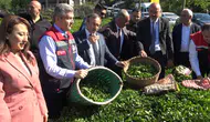 Artvin’de çay üreticisi için yeni sezon başladı
