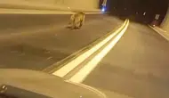 Giresun’da tünel içindeki ayı sürücülere zor anlar yaşattı
