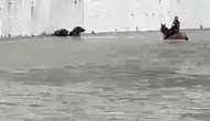 Karabükte mandaları kurtarmak için atıyla suya daldı