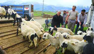 Erzincan yaylalarında tulum peyniri mesaisi başlıyor