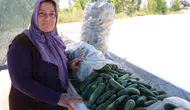 Adana Karaköy salatalığında hasat vakti geldi