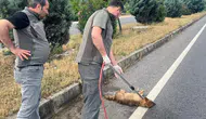 Manisa'da otomobilin çarptığı yaralı çakal kurtarıldı