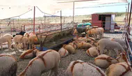 Ayvalık'ta kurbanlık alışverişi için yeni adres belli oldu