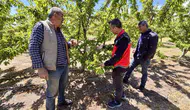 Afyon’da kiraz bahçeleri meyve sineğine karşı mercek altında