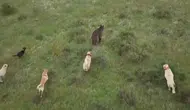 Eskişehir’de 400 koyunu ayıdan kangal köpekleri korudu