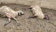 Birecik’te kurt sürüsü kurbanlık ağılını bastı