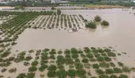 Hatay'da sular çekildi, tarımdaki yıkım gün yüzüne çıktı