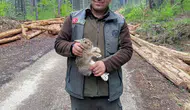 Bolu ormanlarında tomruklar arasında mahsur kalan yavru tavşanı ekipler kurtardı