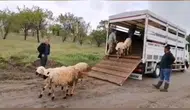 Kurt saldırısıyla sürüsü yok olan besiciye birlikten destek eli