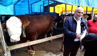 Samsun kurban pazarının dev ismi 450 bin liradan alıcı bekliyor