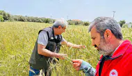 Menteşe tarlalarında süne mesaisi başladı