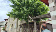 Çorum'da kiraz ağacından düşen yaşlı adam hayatını kaybetti