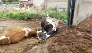 Niğde’de sağanak yağış sırasında ahıra yıldırım düştü