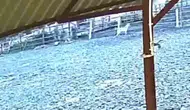 Sakarya’da gece baskını Kurt ağıla girdi