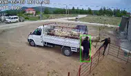 Kamyonetten indirdiği koçun saldırısıyla yere çakıldı