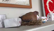 Bir ilkokul sınıfında başlayan sıra dışı kumru hikayesi