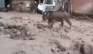 Şebinkarahisar sel sularıyla mücadele ediyor