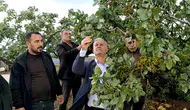 Araban ovasında fıstık bahçelerini dolu vurdu