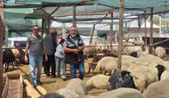 Didim kurban pazarında fiyatlar belli oldu